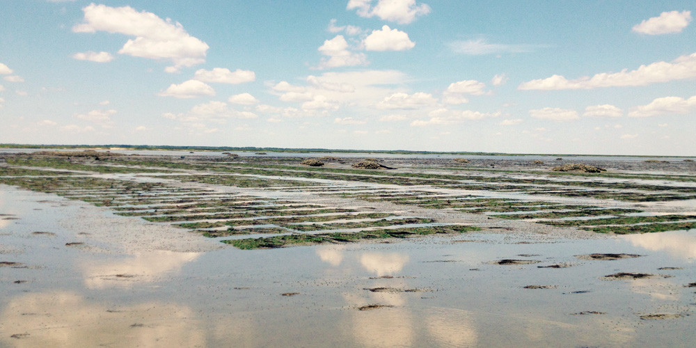 Clam Production at Experimental Site in Sapelo, Ga.