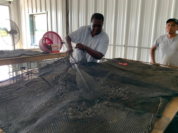 Dr. Tawainga Katsvairo re-baging clams