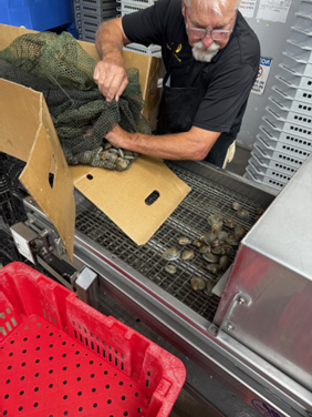 Investigator, Mark Maynard processing hybrid clams